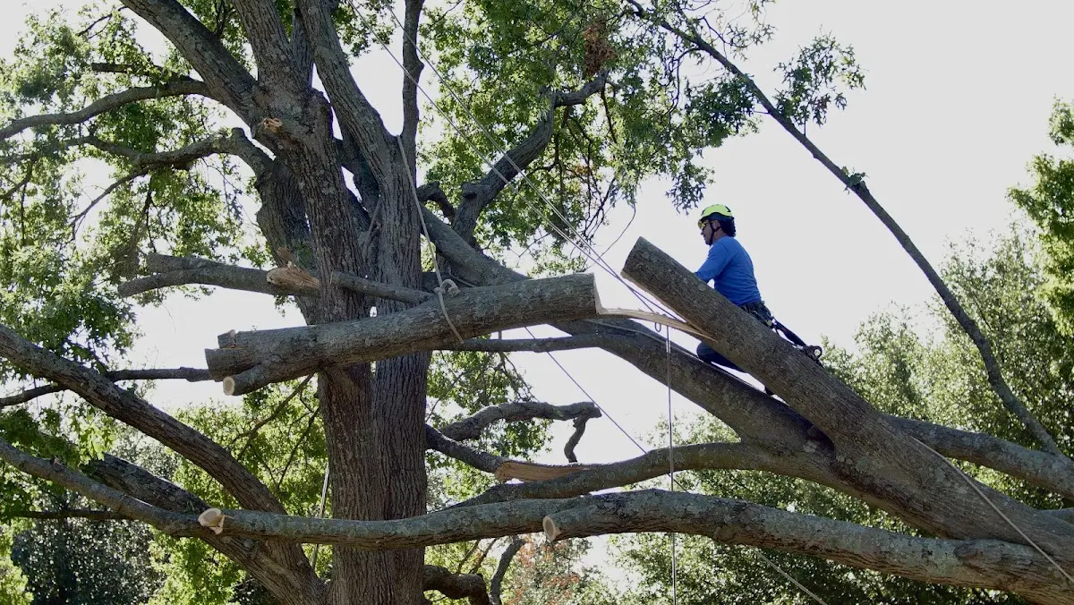 Professional Hazardous Tree Removal performed by certified arborists in Pleasant Garden
