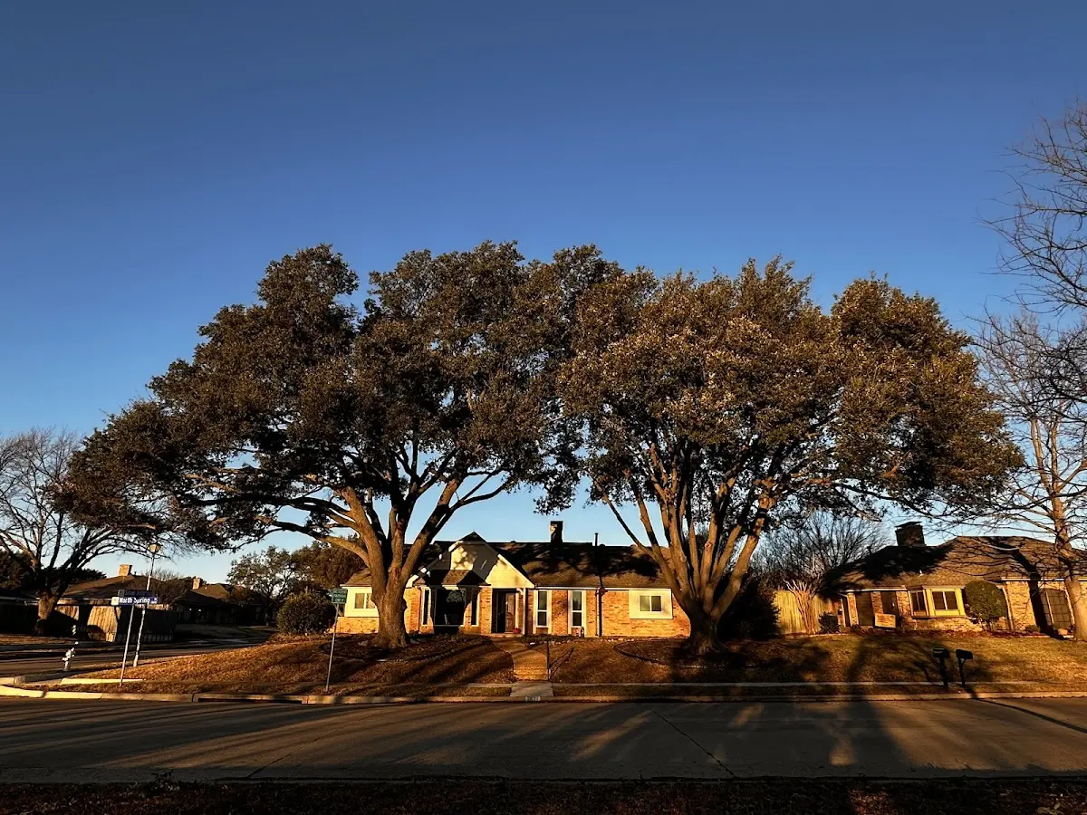 Established residential canopy tree shading a home in Pleasant Garden